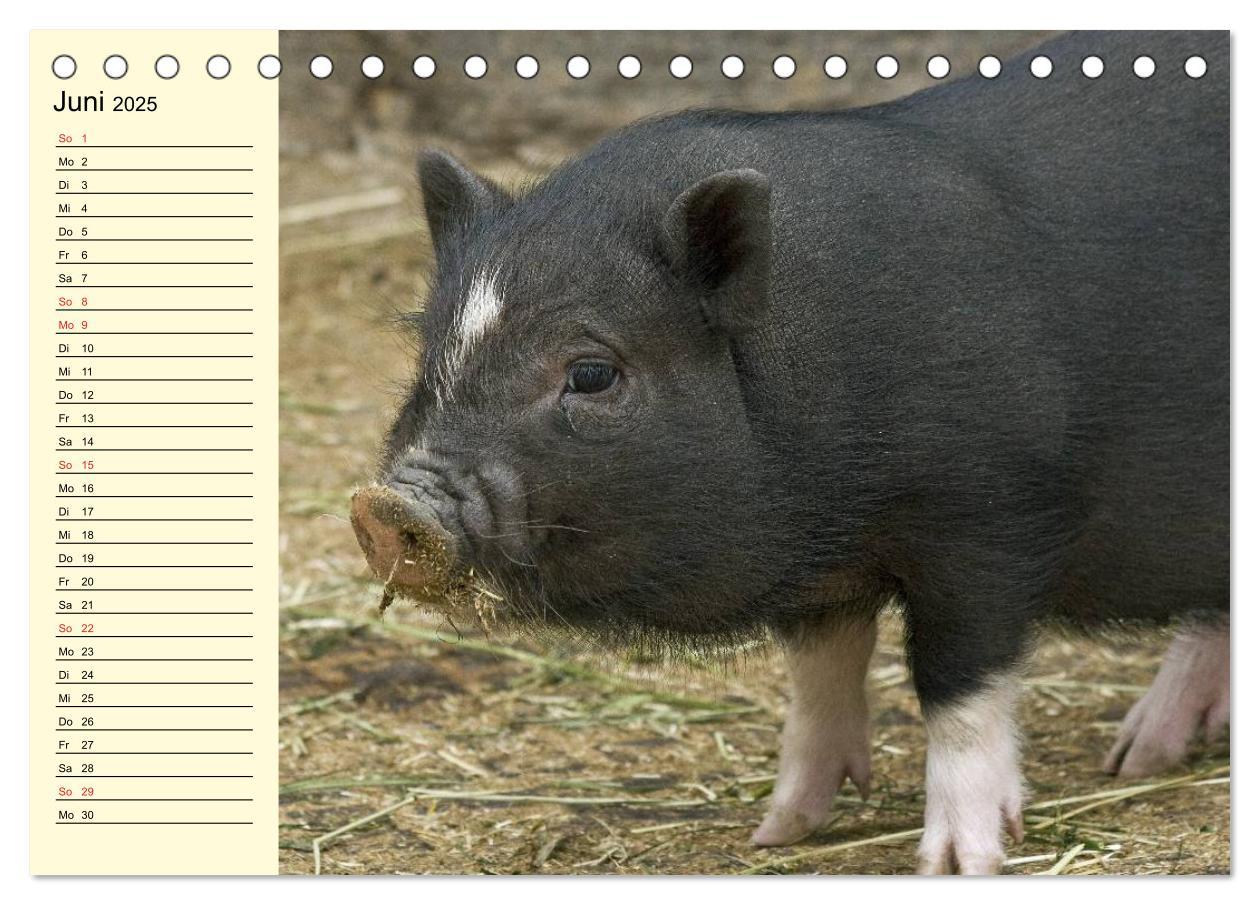 Bild: 9783435529421 | Von Säuen die Schwein haben! (Tischkalender 2025 DIN A5 quer),...