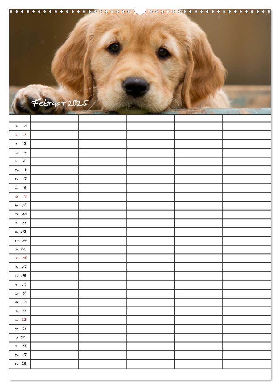 Bild: 9783457087718 | Familienplaner: Golden Retriever Welpen (Wandkalender 2025 DIN A2...