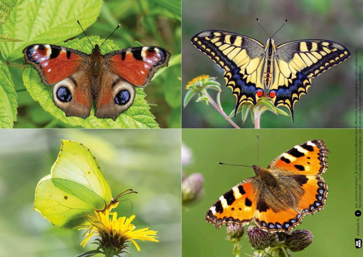 Bild: 4260179517273 | Ameise, Biene und Schmetterling. Unsere Insekten. Kamishibai...