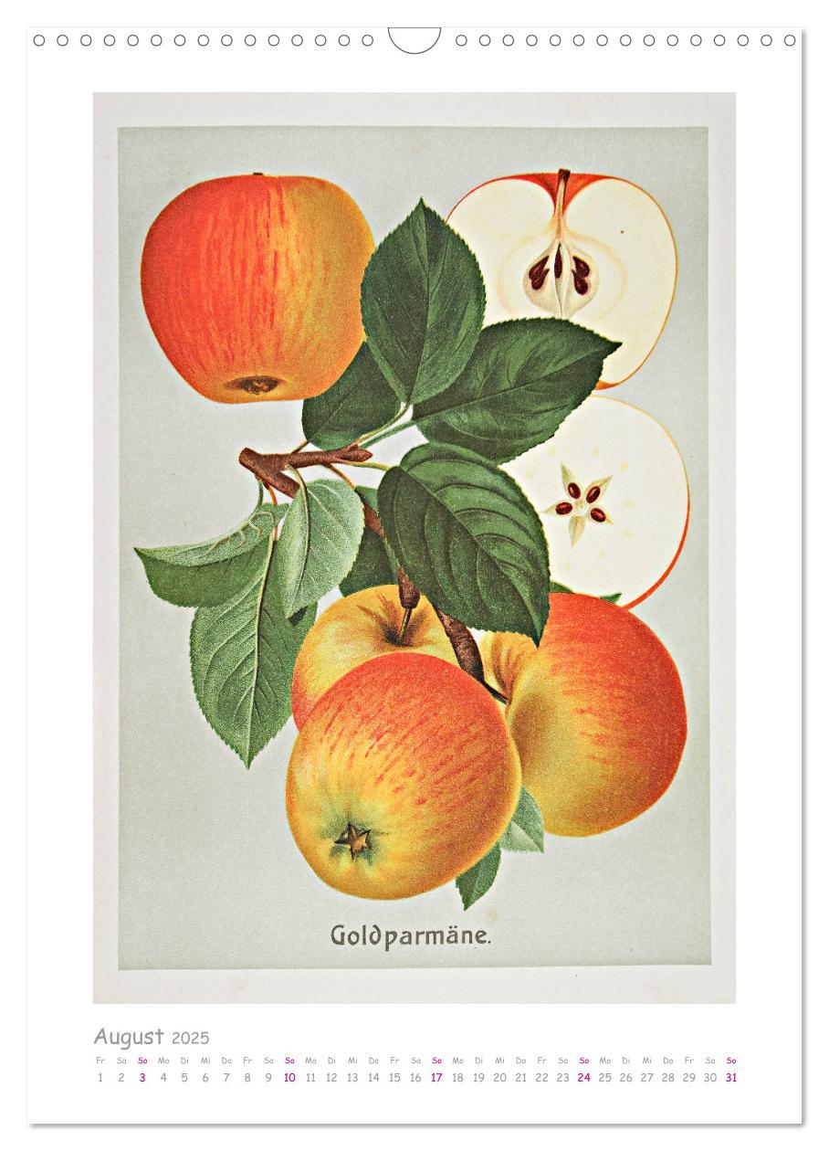 Bild: 9783435976232 | Äpfel/Appels. Alte ostfriesische Sorten (Wandkalender 2025 DIN A3...