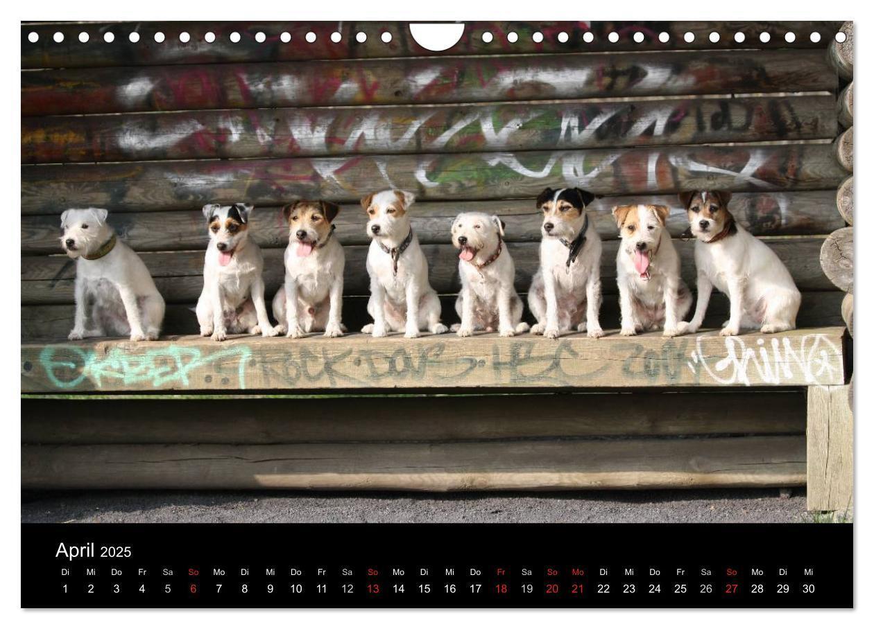 Bild: 9783435518173 | The Bravehearts und Freunde - Parson Russells (Wandkalender 2025...