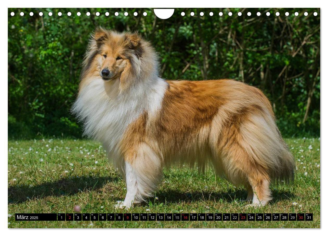 Bild: 9783435569267 | Collie - Mein bester Freund (Wandkalender 2025 DIN A4 quer),...