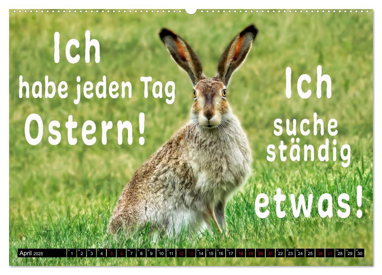 Bild: 9783435088119 | Spruchreif - Gute-Laune-Kalender (Wandkalender 2025 DIN A2 quer),...