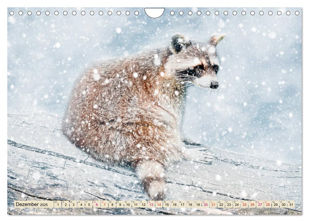 Bild: 9783435335220 | Waschbär - Niedlicher Allesfresser (Wandkalender 2025 DIN A4 quer),...