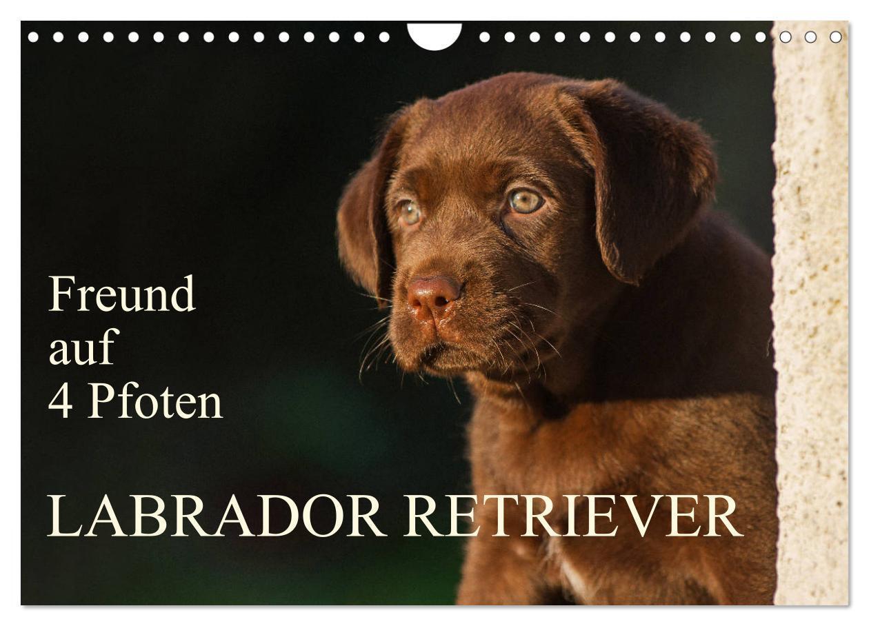 Cover: 9783383100611 | Freund auf 4 Pfoten - Labrador Retriever (Wandkalender 2024 DIN A4...