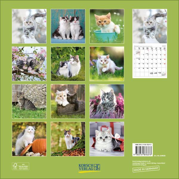 Bild: 9783731876373 | Cats 2025 | Verlag Korsch | Kalender | 13 S. | Deutsch | 2025