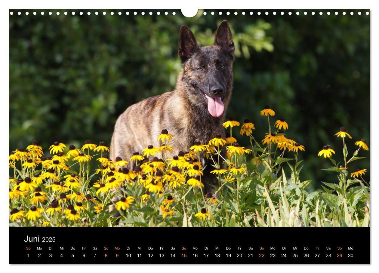 Bild: 9783435687244 | Holländischer Schäferhund (Wandkalender 2025 DIN A3 quer), CALVENDO...