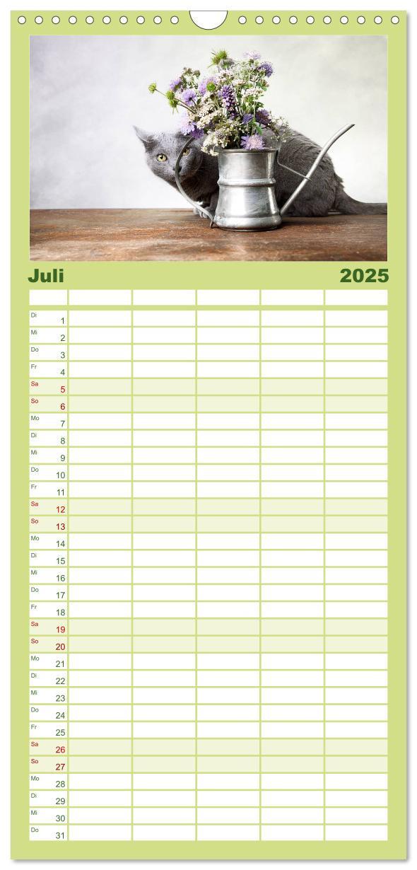 Bild: 9783457111178 | Familienplaner 2025 - Katzen mit 5 Spalten (Wandkalender, 21 x 45...