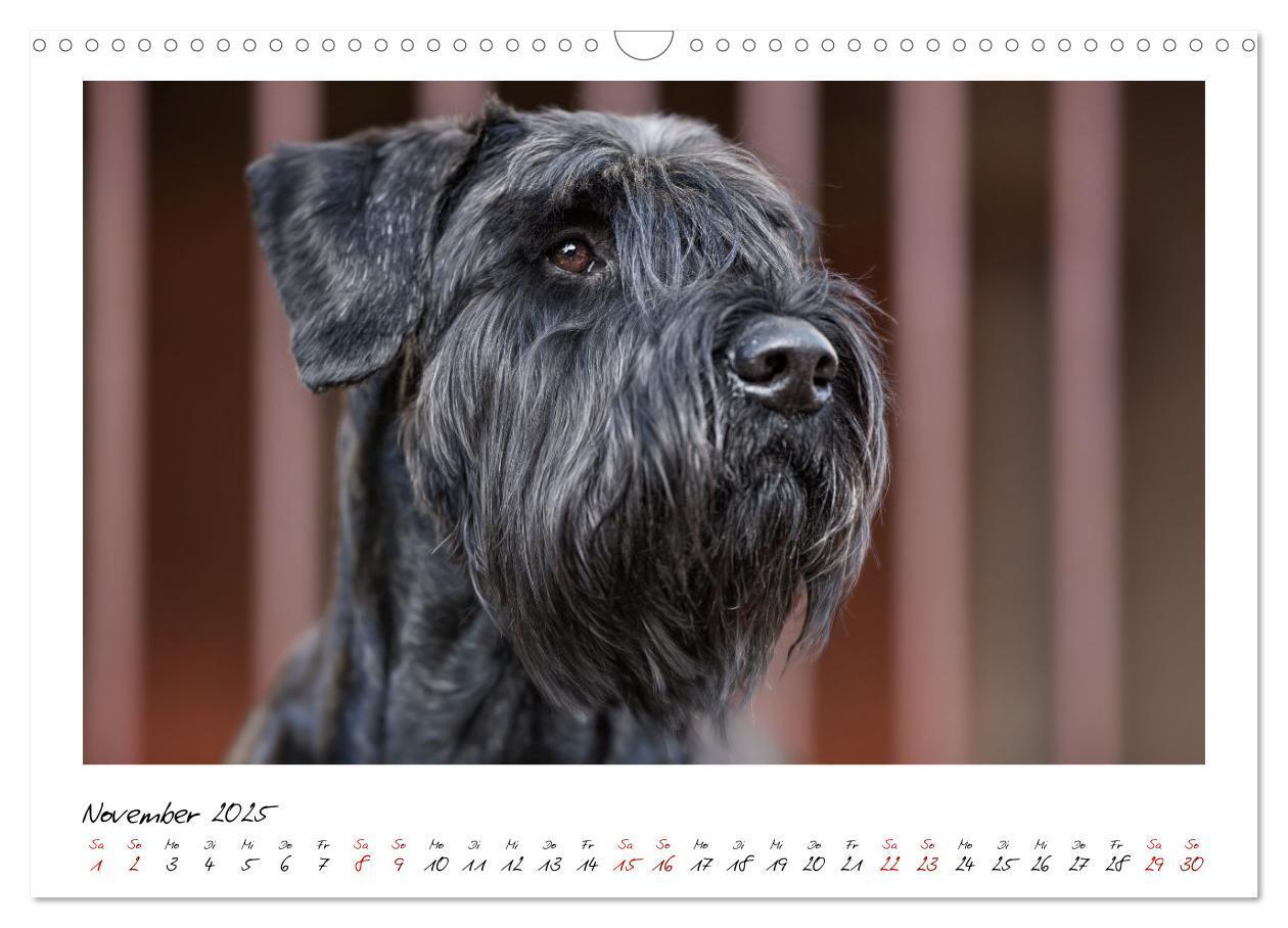 Bild: 9783435720156 | Mit dem Riesenschnauzer durch das Jahr (Wandkalender 2025 DIN A3...