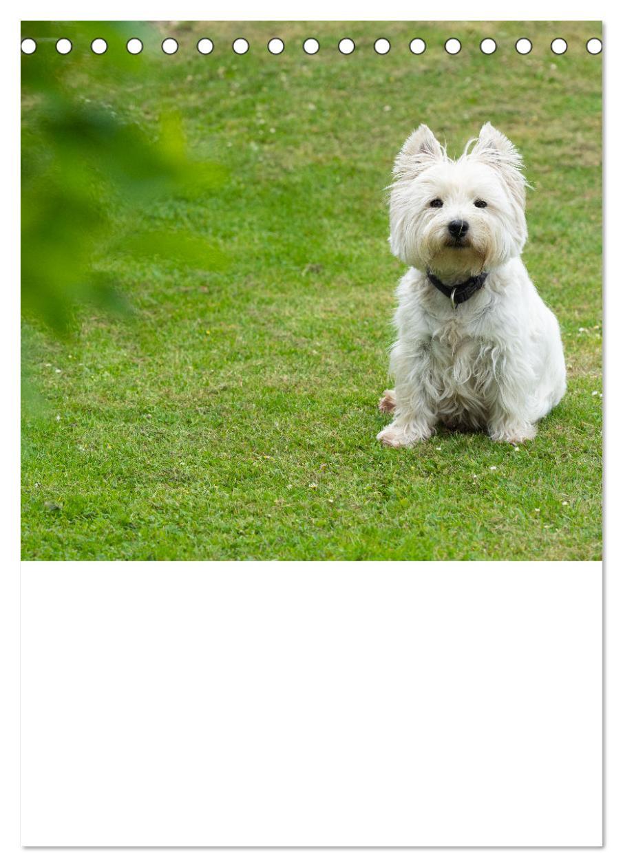 Bild: 9783435882779 | West Highland White Terrier - Herzensbrecher auf vier Pfoten...