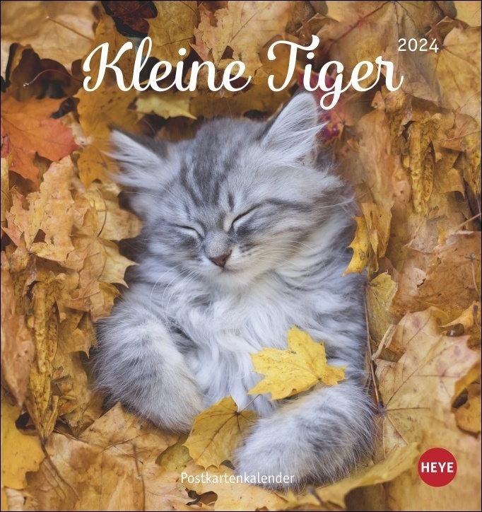 Cover: 9783756400393 | Katzen - Kleine Tiger Postkartenkalender 2024. Entzückende...