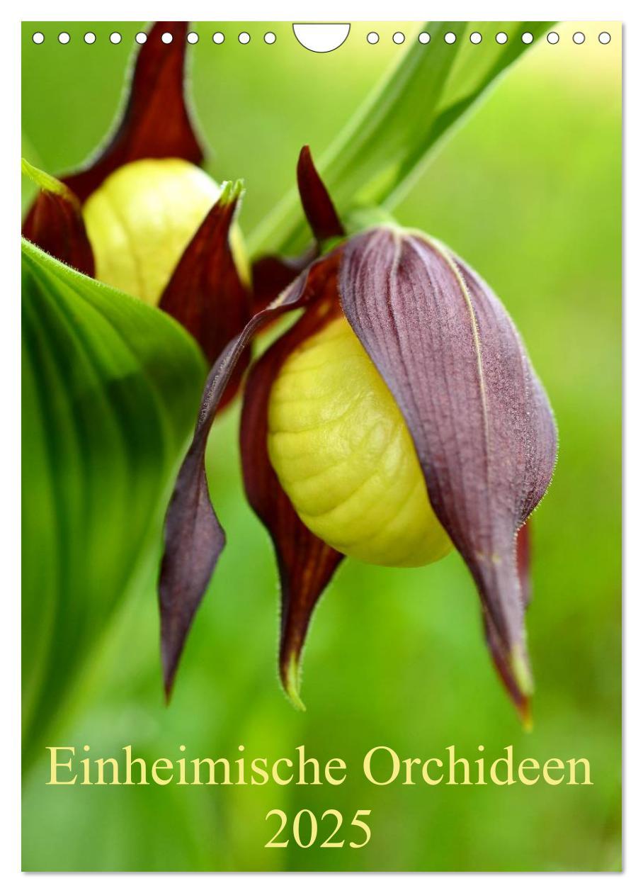 Cover: 9783457086605 | Einheimische Orchideen (Wandkalender 2025 DIN A4 hoch), CALVENDO...