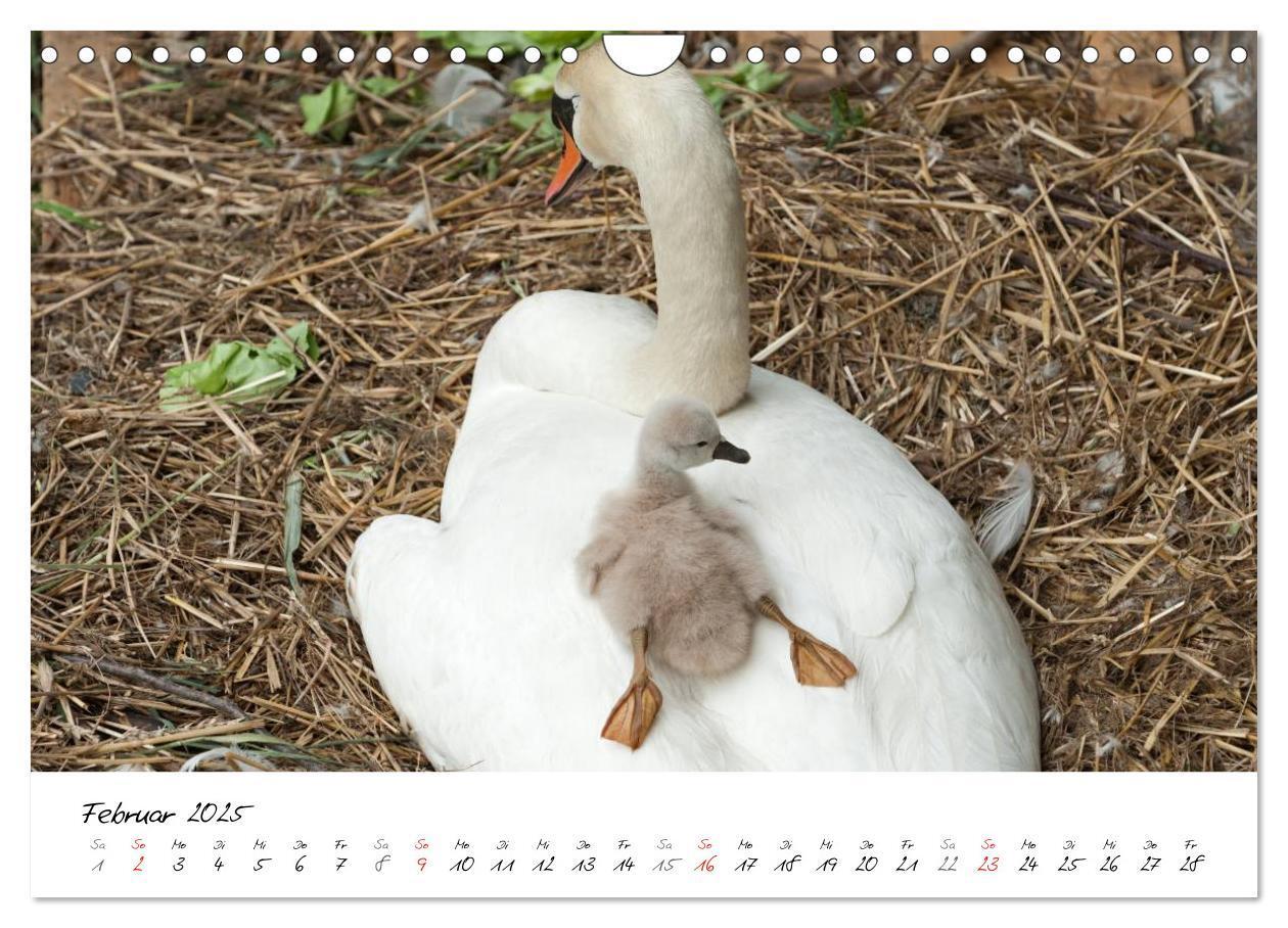 Bild: 9783435651313 | Vom Küken zum Schwan (Wandkalender 2025 DIN A4 quer), CALVENDO...