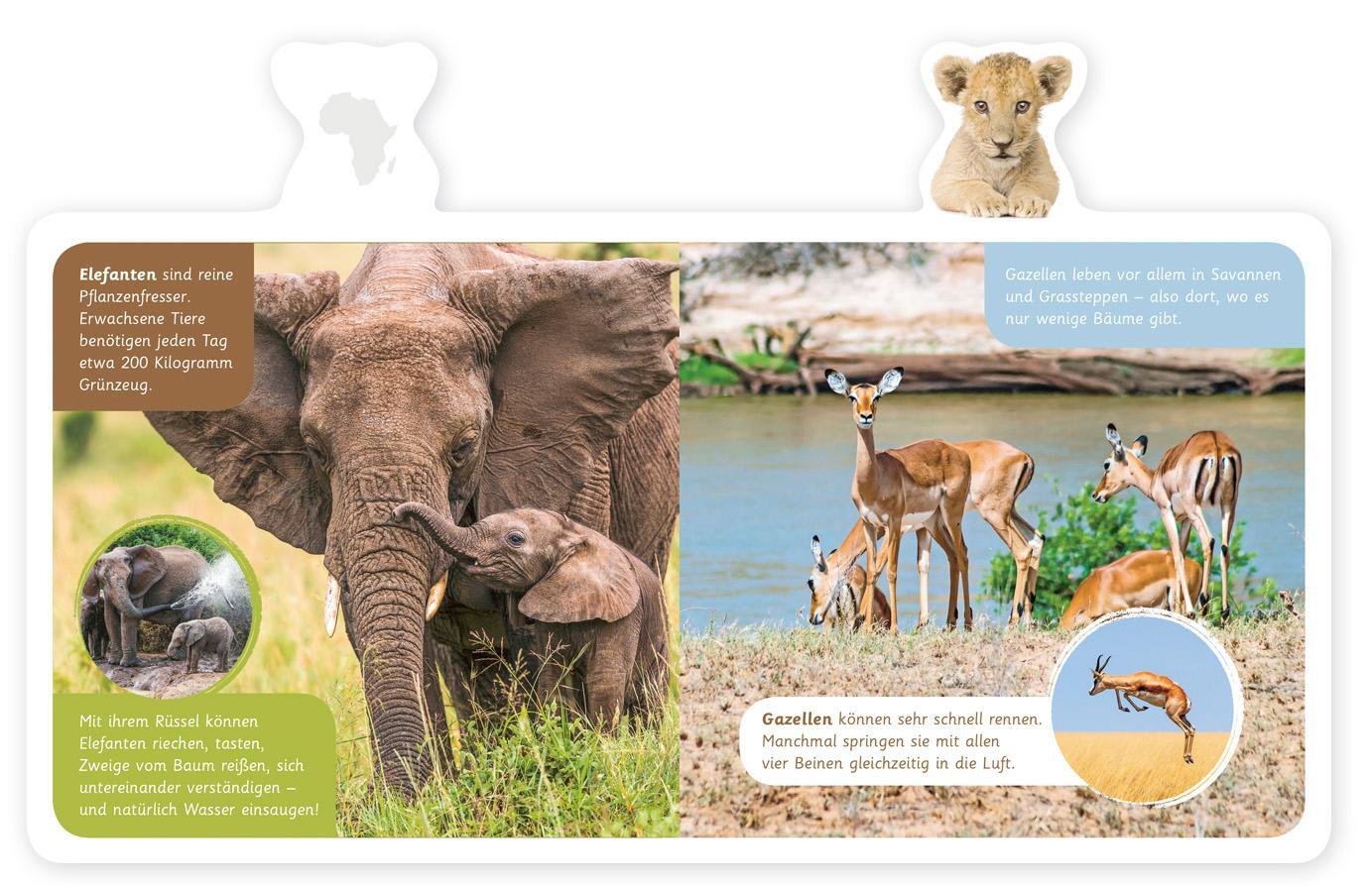Bild: 9783946360421 | Mein kleines Tier-Lexikon - Tiere in Afrika | Hannah Kastenhuber