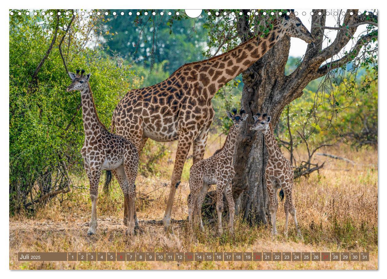 Bild: 9783435313198 | Wildlife Sambia (Wandkalender 2025 DIN A3 quer), CALVENDO...