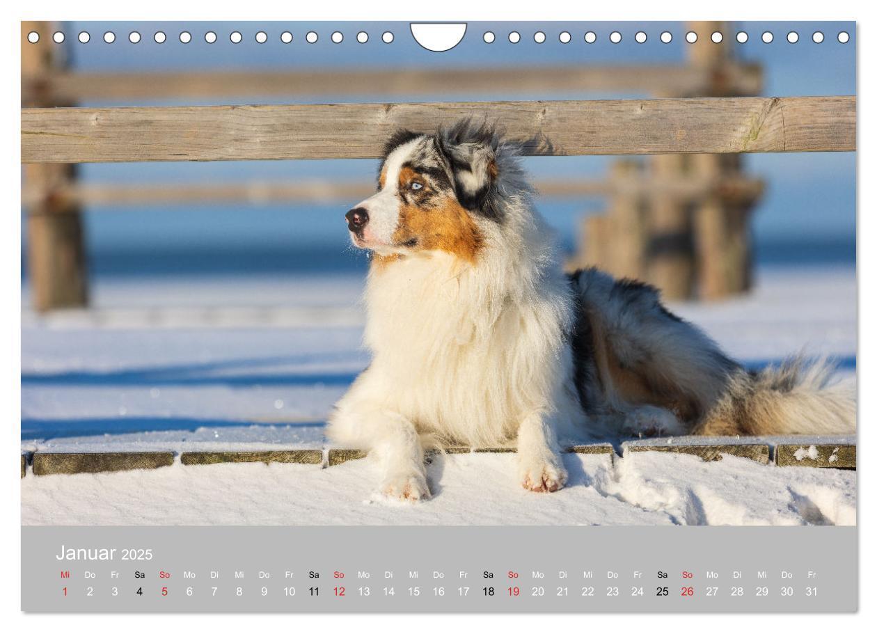 Bild: 9783435673247 | Australian Shepherd 2025 (Wandkalender 2025 DIN A4 quer), CALVENDO...