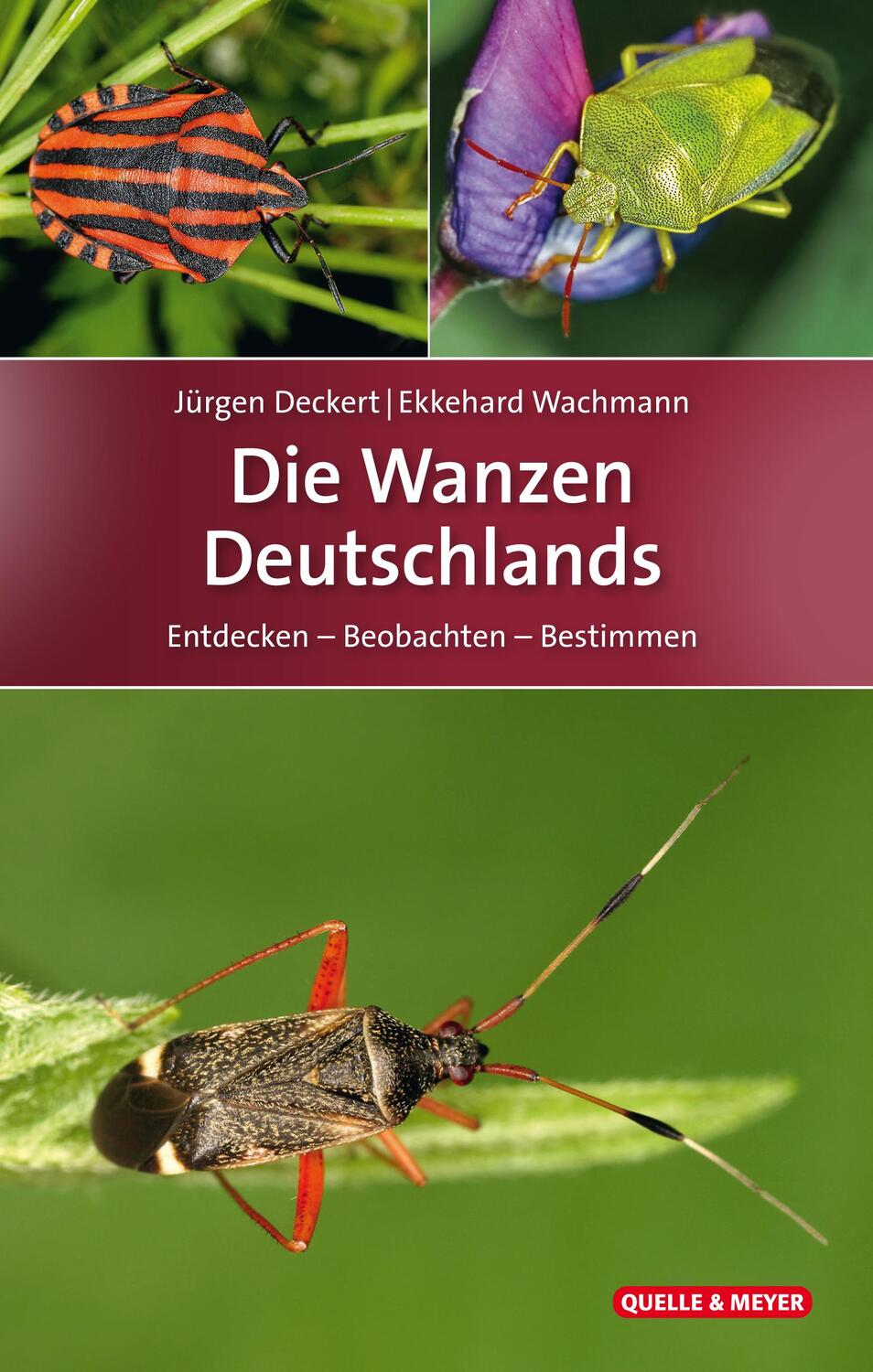 Cover: 9783494016368 | Die Wanzen Deutschlands | Entdecken - Beobachten - Bestimmen | Buch