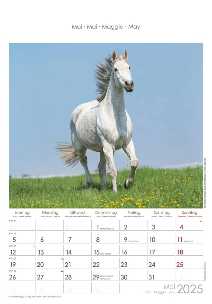 Bild: 4251732341022 | Alpha Edition - Pferde 2025 Wandkalender, 23,7x34cm, Bildkalender...