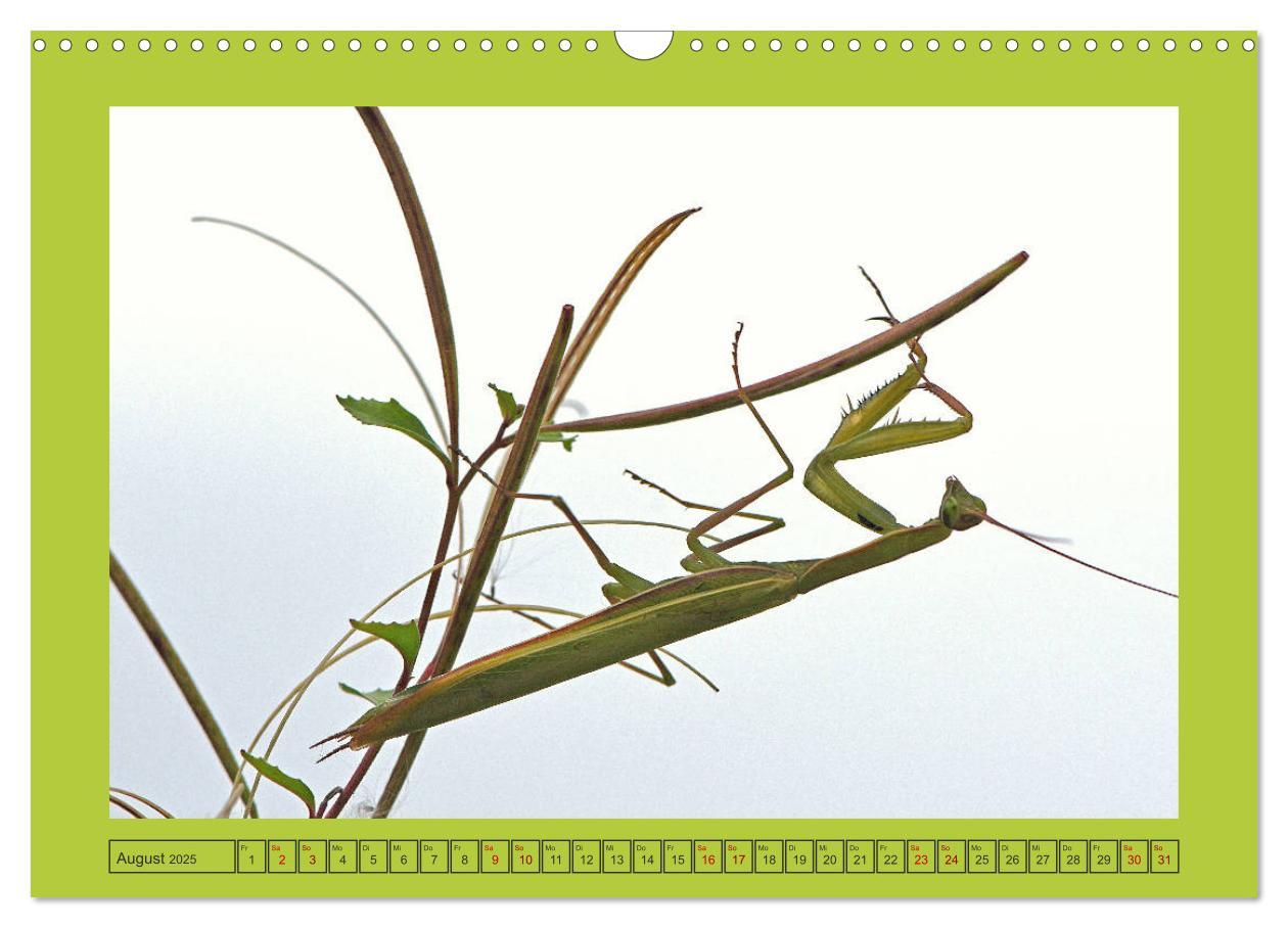 Bild: 9783435150380 | Die Gottesanbeterin Mantis Religiosa (Wandkalender 2025 DIN A3...