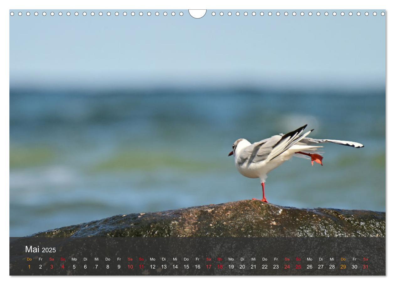 Bild: 9783383926143 | Strand und Küste - Möwen (Wandkalender 2025 DIN A3 quer), CALVENDO...