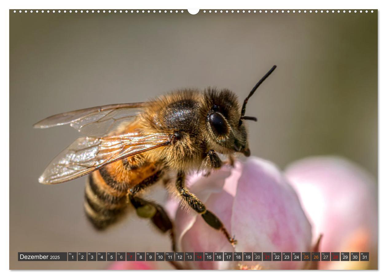 Bild: 9783383794384 | Sehe die Bienen (Wandkalender 2025 DIN A2 quer), CALVENDO...