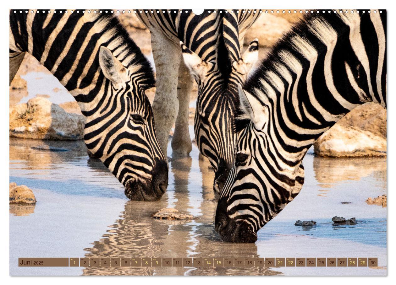 Bild: 9783383862526 | Wildlife Namibia - Etosha und Kalahari (Wandkalender 2025 DIN A2...