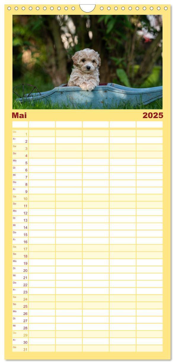 Bild: 9783457102107 | Familienplaner 2025 - Maltipoo Welpen mit 5 Spalten (Wandkalender,...