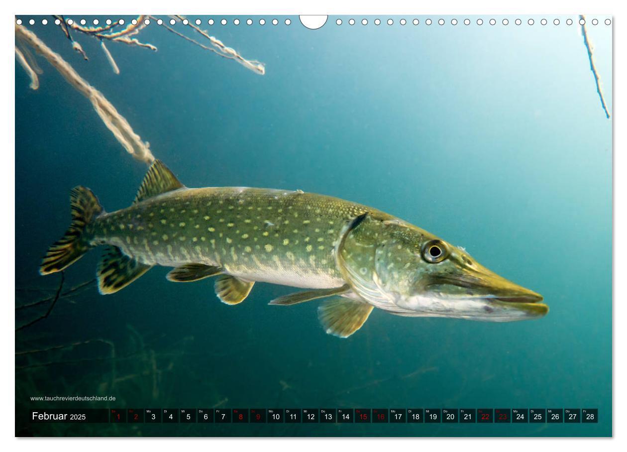 Bild: 9783435425600 | Tauchrevier Deutschland - Der Hecht (Esox lucius) (Wandkalender...