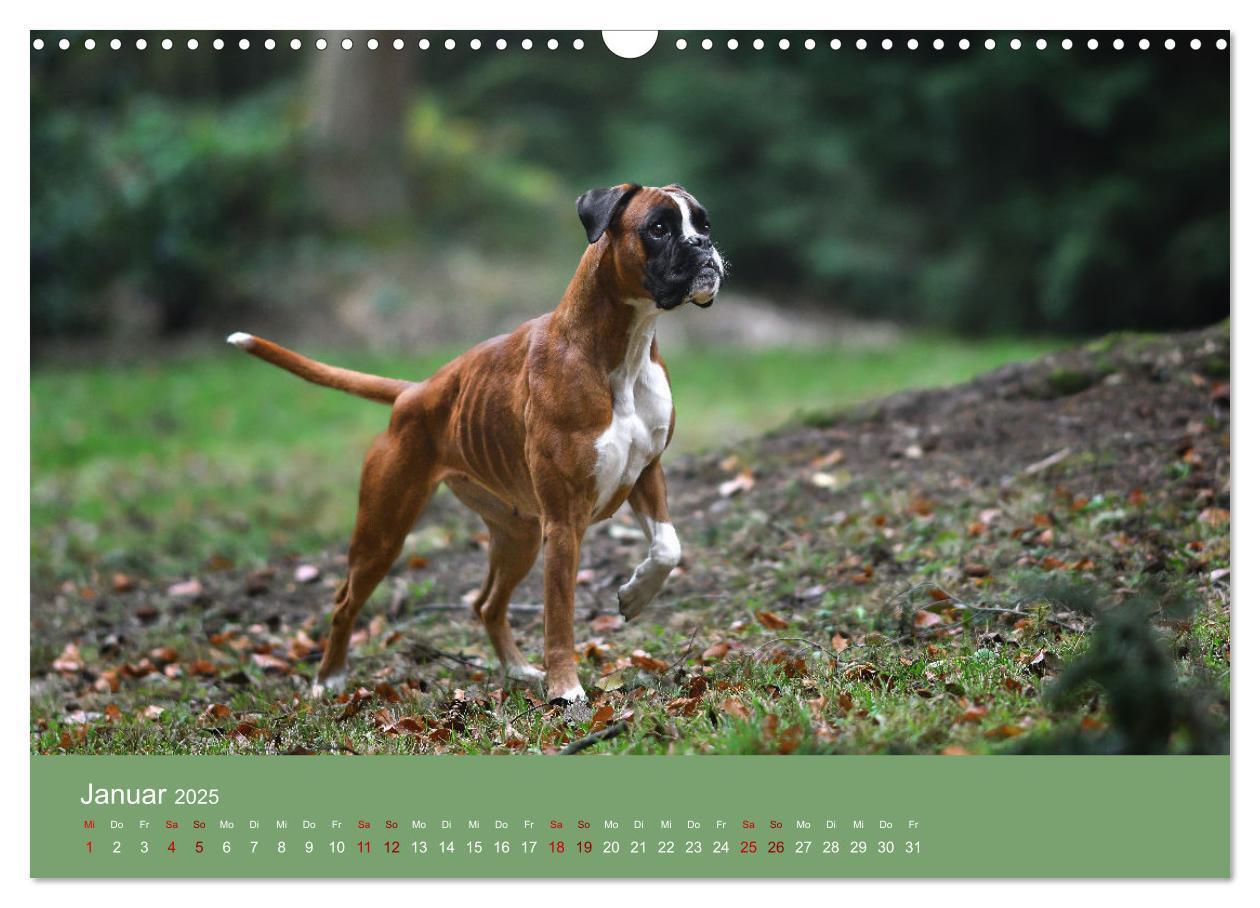 Bild: 9783383856235 | Fantastische Boxer - Sieger der Herzen (Wandkalender 2025 DIN A3...