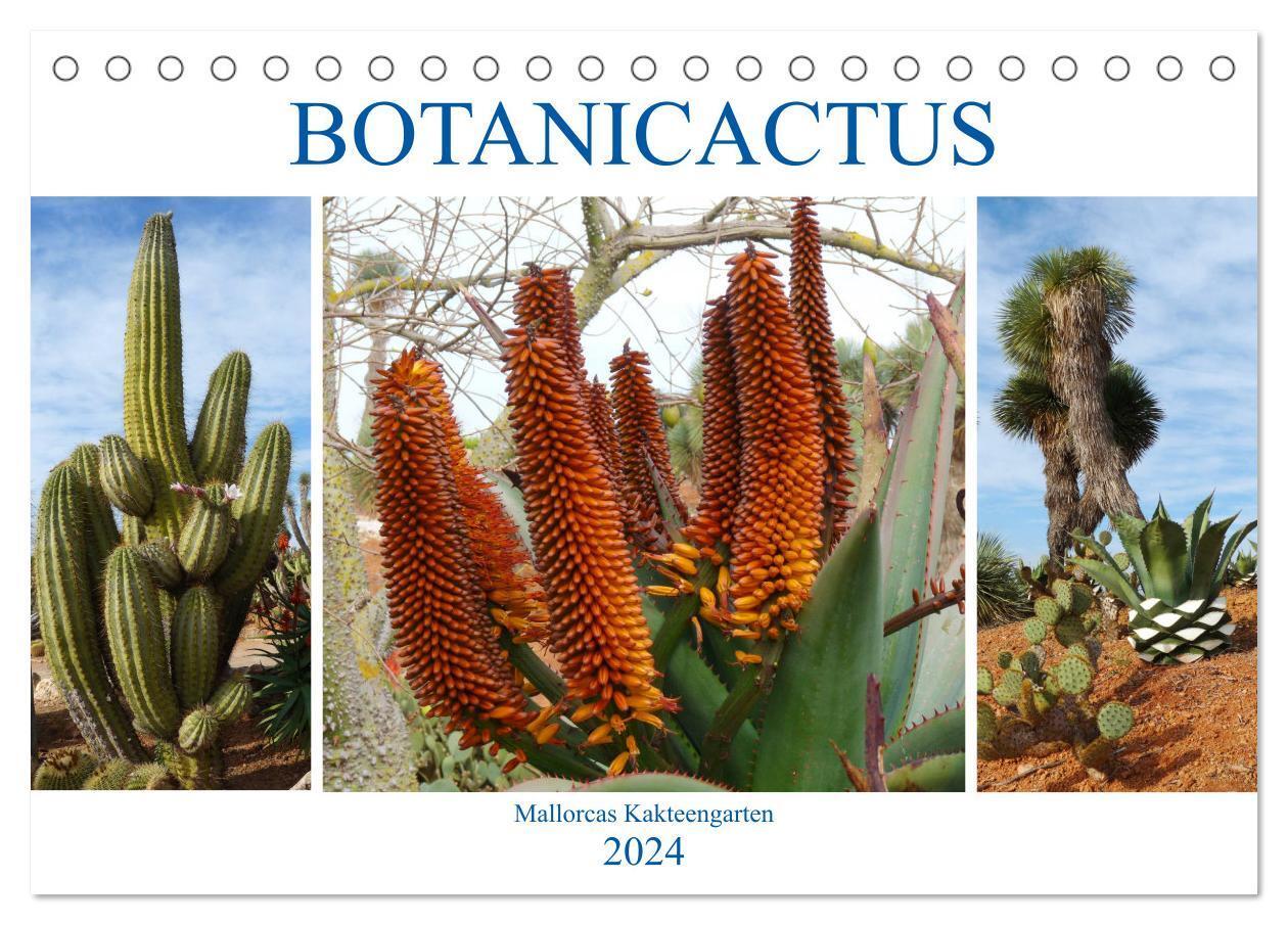 Cover: 9783383126772 | BOTANICACTUS Mallorcas Kakteengarten (Tischkalender 2024 DIN A5...