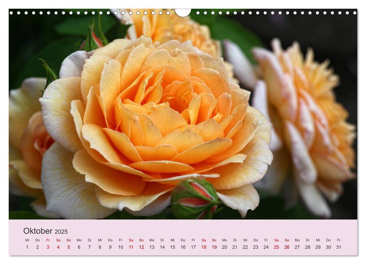 Bild: 9783435453221 | Rosen Reigen im Garten (Wandkalender 2025 DIN A3 quer), CALVENDO...