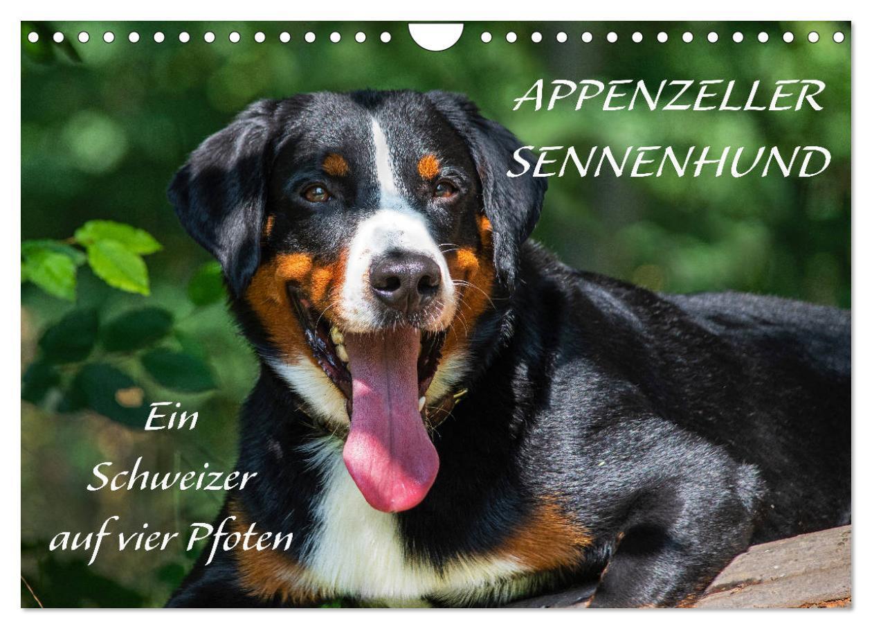 Cover: 9783435112890 | Appenzeller Sennenhund - Ein Schweizer auf 4 Pfoten (Wandkalender...