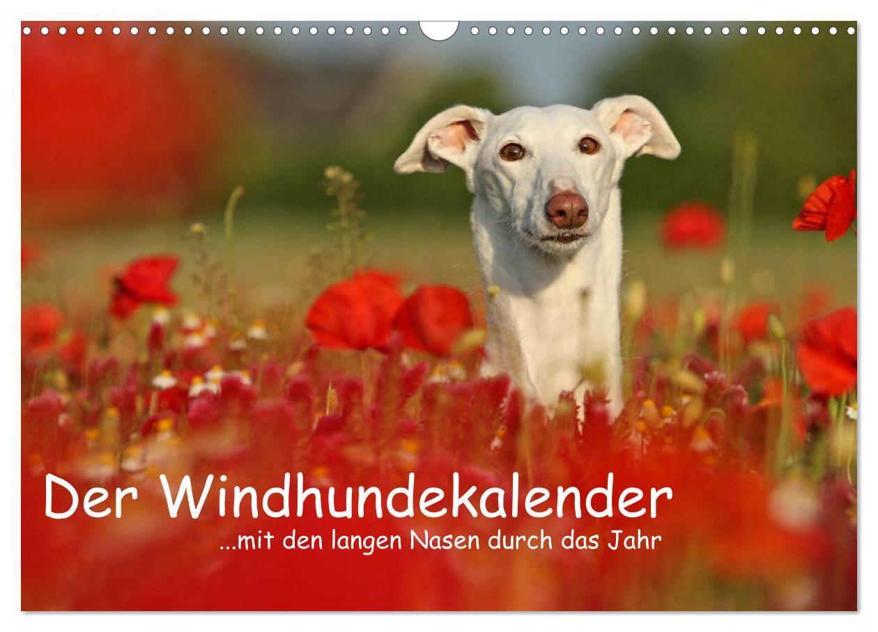 Cover: 9783383566929 | Der Windhundekalender (Wandkalender 2024 DIN A3 quer), CALVENDO...