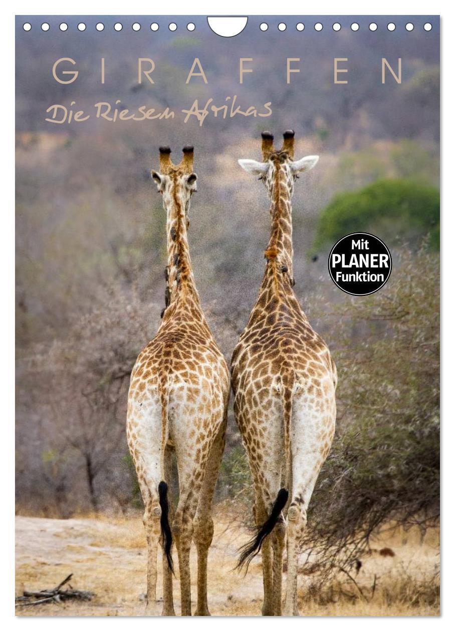 Cover: 9783383322167 | Giraffen - Die Riesen Afrikas (Wandkalender 2024 DIN A4 hoch),...