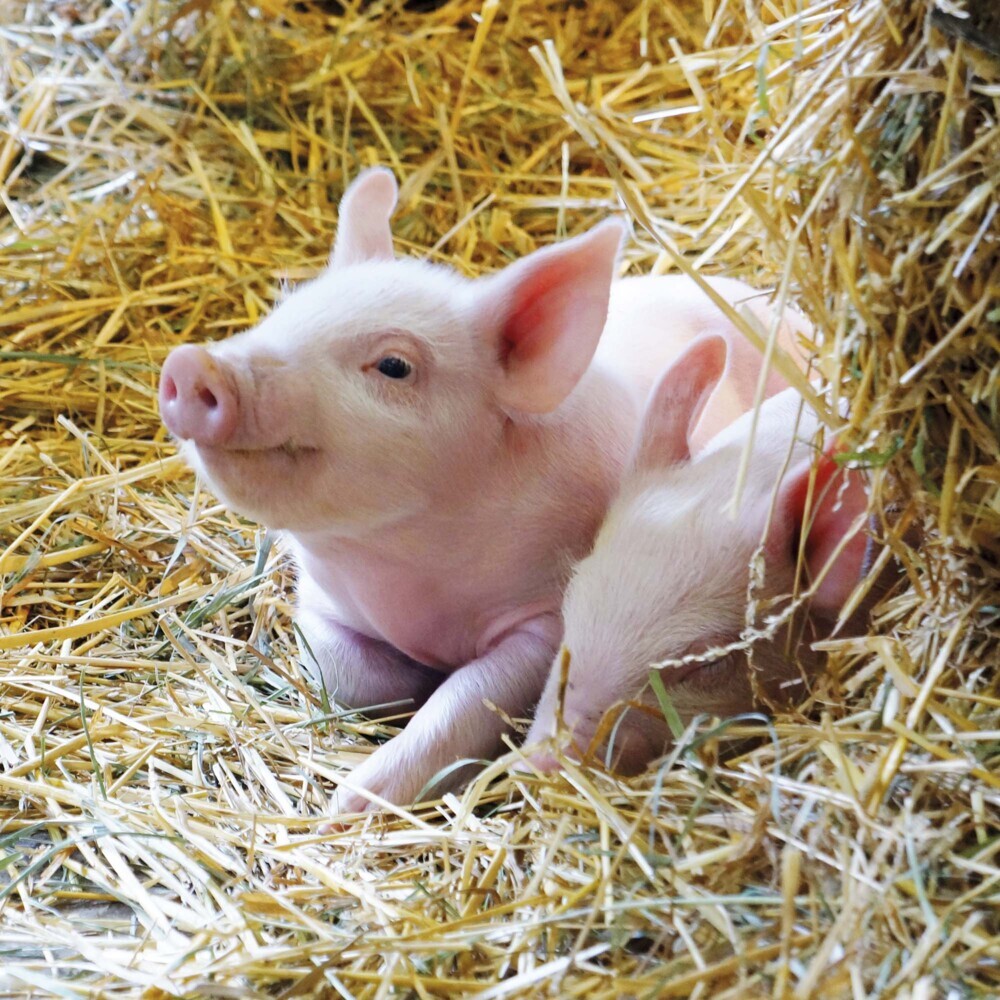 Bild: 9783959294515 | Piggies/Schweinchen 2025 | Kalender 2025 | Kalender | Drahtheftung