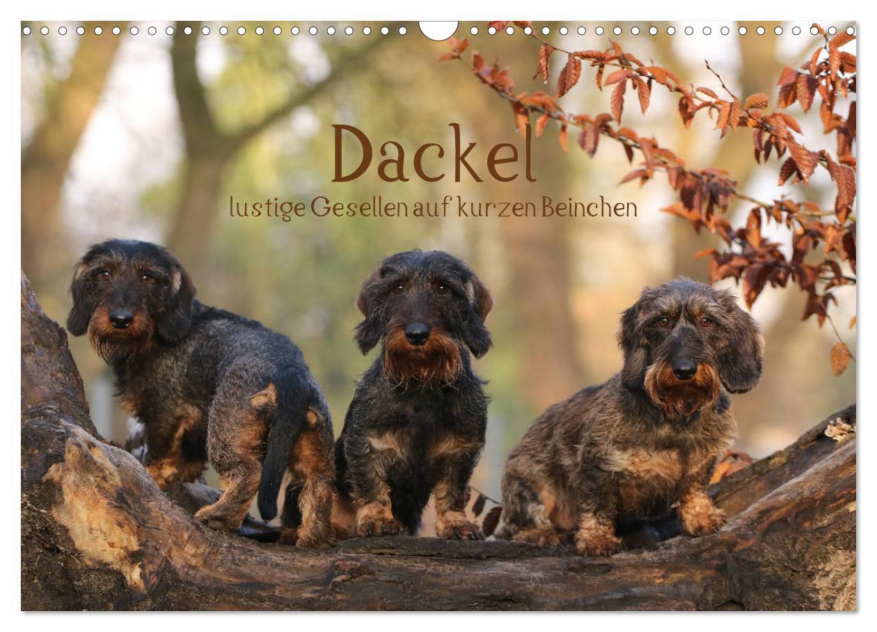 Cover: 9783675559394 | Dackel - lustige Gesellen auf kurzen Beinchen (Wandkalender 2024...