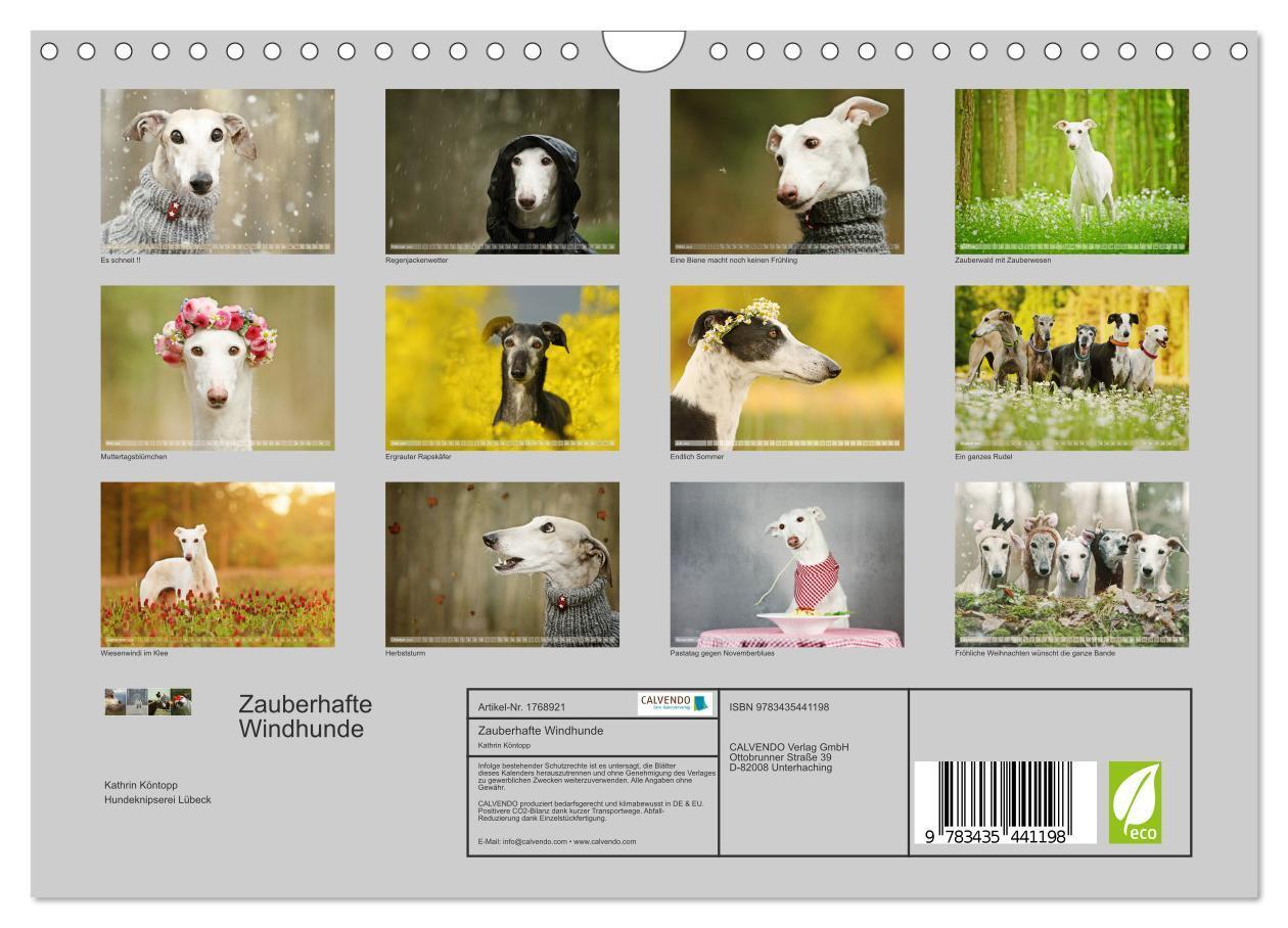 Bild: 9783435441198 | Zauberhafte Windhunde (Wandkalender 2025 DIN A4 quer), CALVENDO...