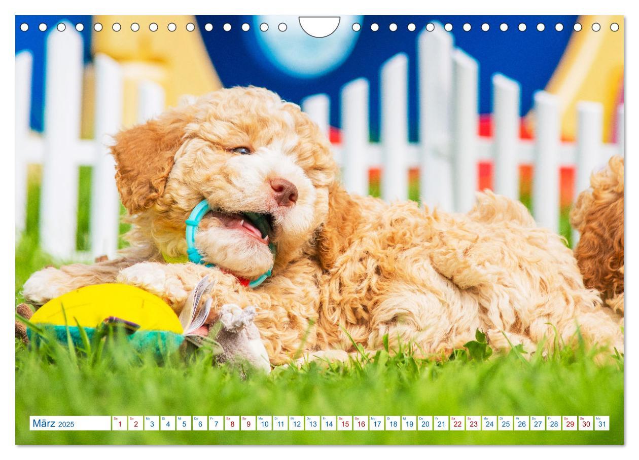 Bild: 9783435028580 | Lagotto Romagnolo - Bilder aus der Kinderstube (Wandkalender 2025...