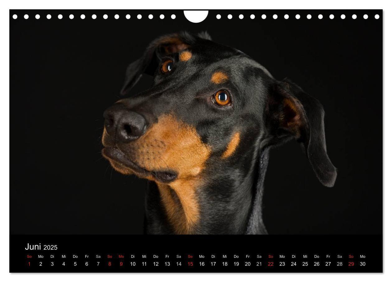 Bild: 9783435742691 | Dogs (Wandkalender 2025 DIN A4 quer), CALVENDO Monatskalender | Noack