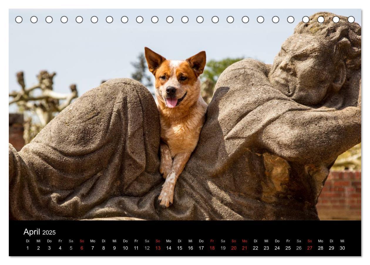 Bild: 9783435462421 | Australian Cattle Dogs zwischen Kunst und Kultur (Tischkalender...