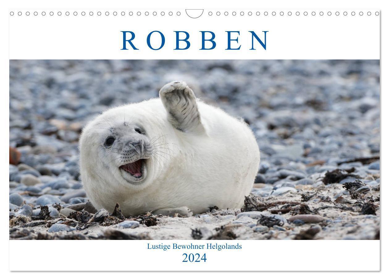 Cover: 9783383124747 | Robben - Lustige Bewohner Helgolands (Wandkalender 2024 DIN A3...