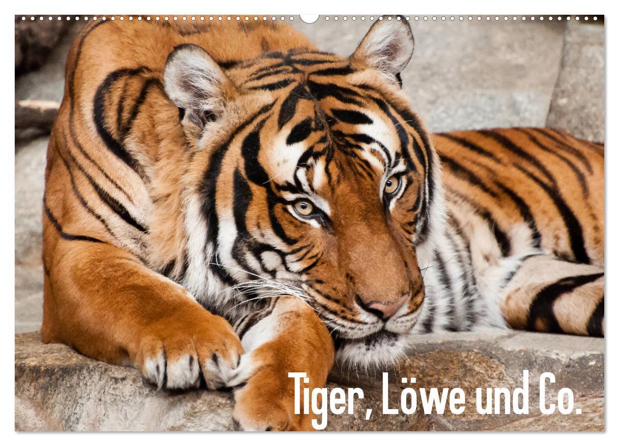 Cover: 9783675458567 | Tiger, Löwe und Co. (Wandkalender 2024 DIN A2 quer), CALVENDO...