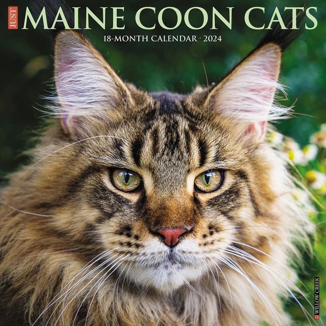 Cover: 9781549234347 | Just Maine Coon Cats 2024 12 X 12 Wall Calendar | Willow Creek Press