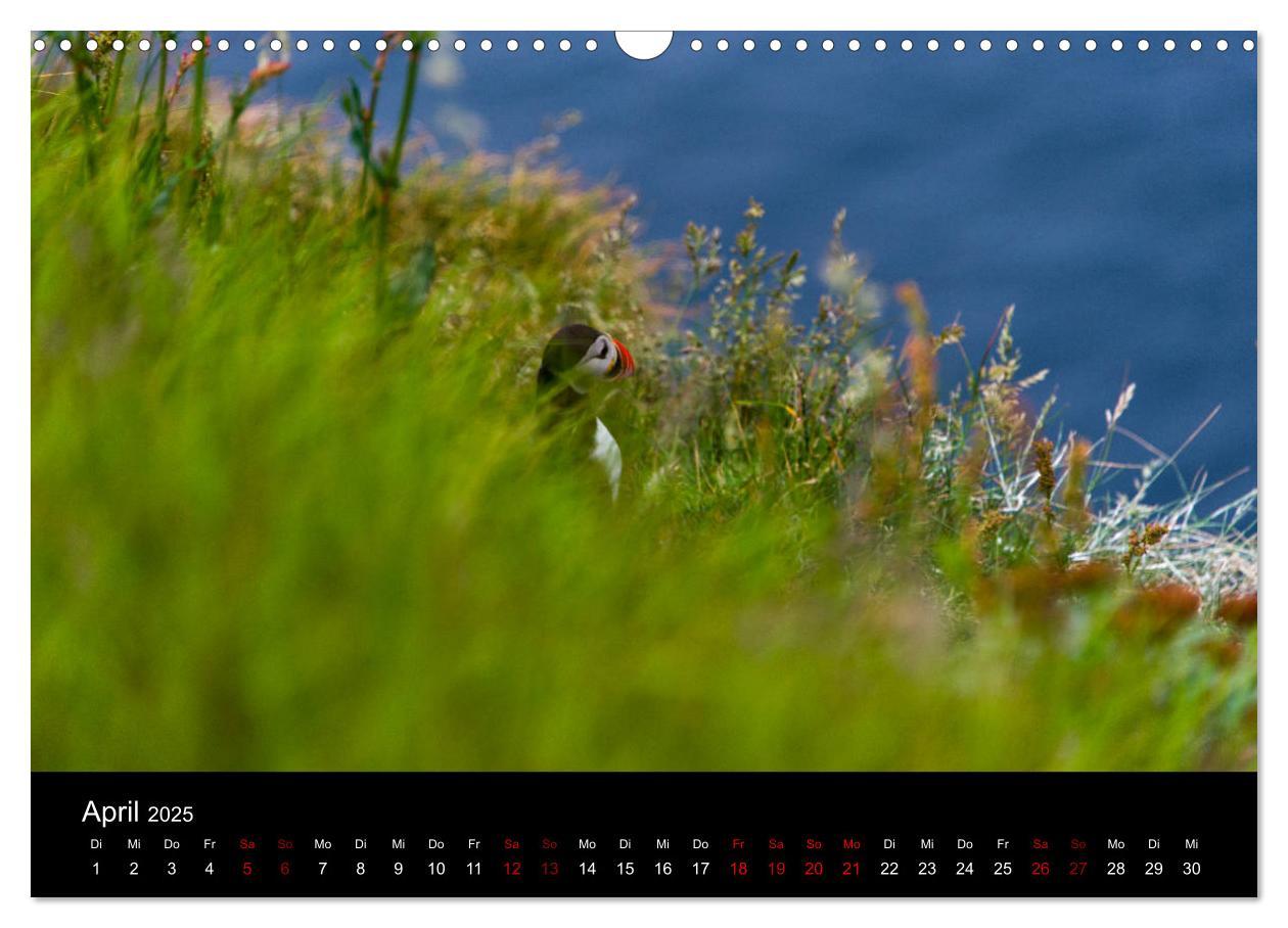 Bild: 9783435410675 | Puffins - Vögel des Nordens (Wandkalender 2025 DIN A3 quer),...