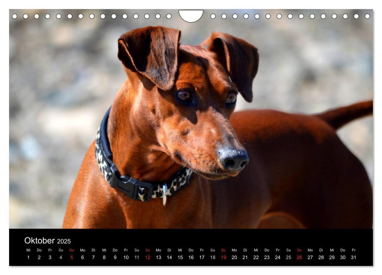 Bild: 9783435643738 | Deutscher Pinscher (Wandkalender 2025 DIN A4 quer), CALVENDO...