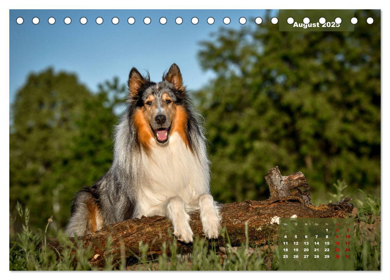 Bild: 9783435110179 | Typisch Collie (Tischkalender 2025 DIN A5 quer), CALVENDO...