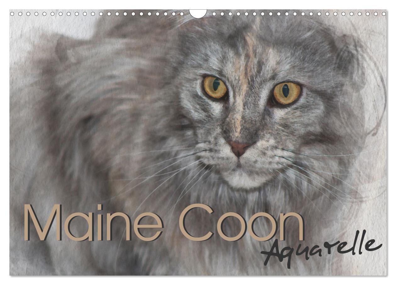 Cover: 9783675725997 | Maine Coon Aquarelle (Wandkalender 2024 DIN A3 quer), CALVENDO...
