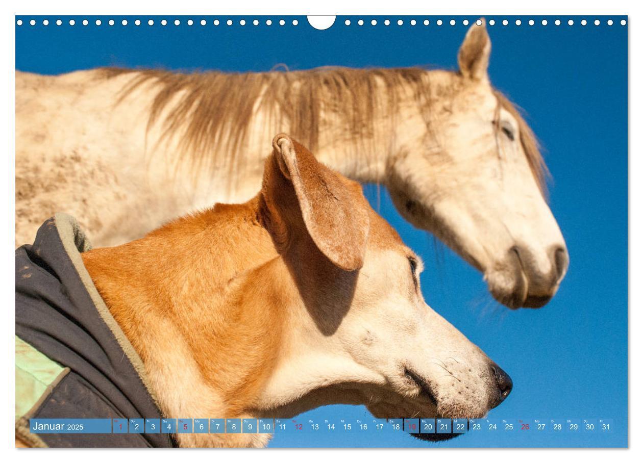 Bild: 9783435274499 | Pferd und Hund - Vierbeinige Freunde (Wandkalender 2025 DIN A3...