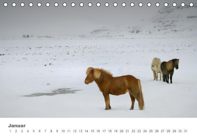 Bild: 9783664659449 | Islandpferde: Gefährten der Wikinger (Tischkalender immerwährend...