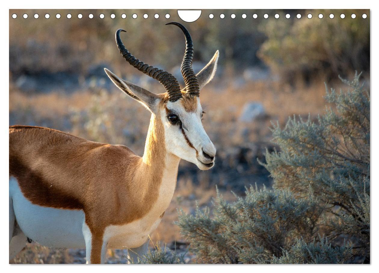 Bild: 9783383841705 | Abenteuerliches Namibia (Wandkalender 2025 DIN A4 quer), CALVENDO...